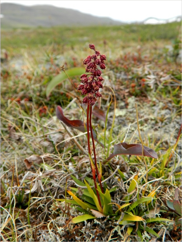 Изображение особи Tofieldia coccinea.