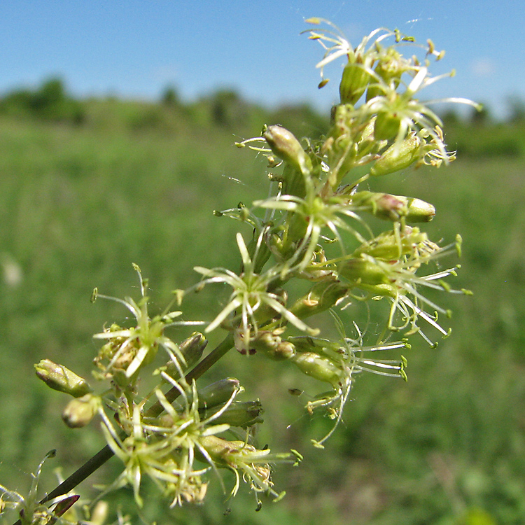 Image of Silene chersonensis specimen.