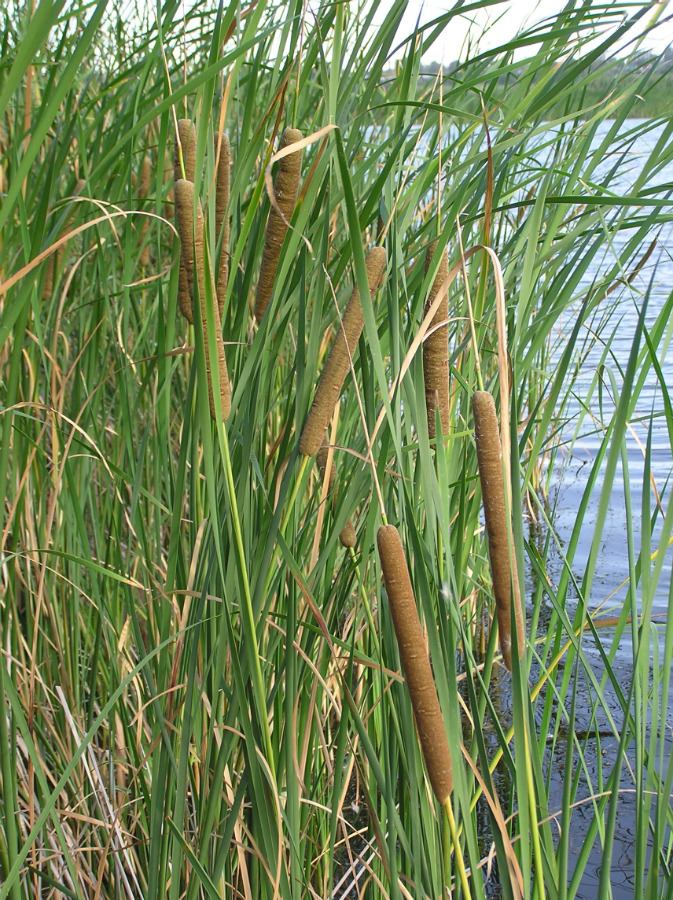 Image of Typha angustifolia specimen.