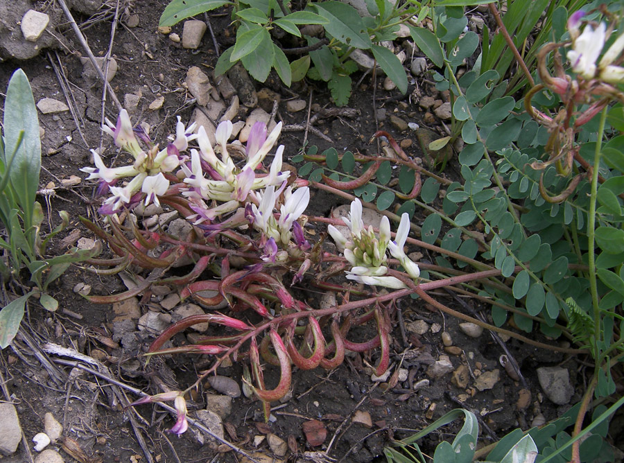 Изображение особи Astragalus demetrii.