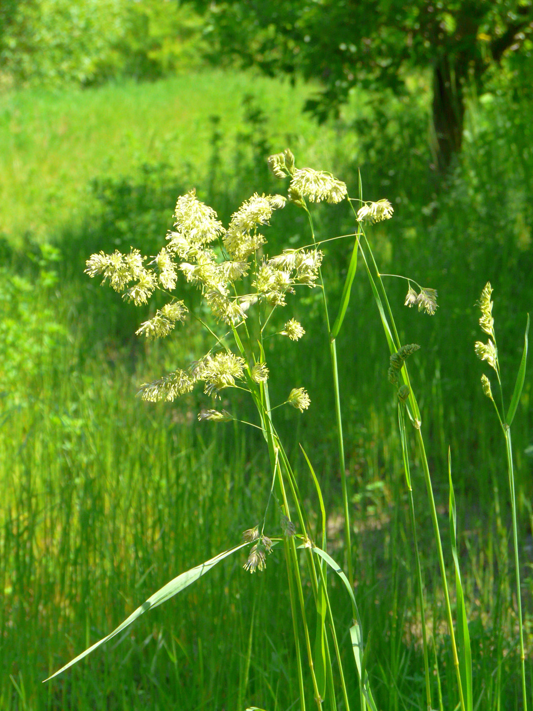 Изображение особи Dactylis glomerata.