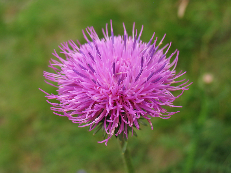 Image of Carduus kerneri specimen.