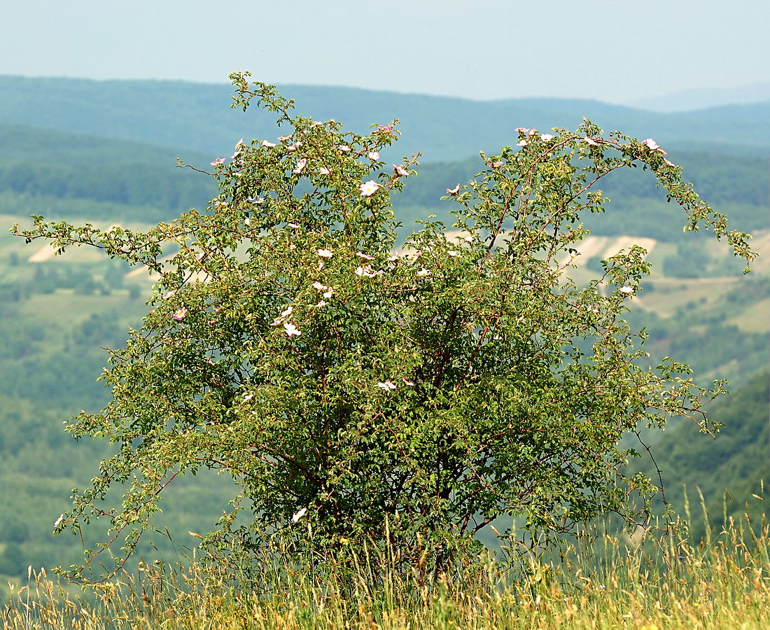 Image of Rosa canina specimen.