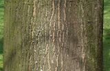 Quercus rubra. Часть ствола дерева. Германия, г. Кемпен, в парке. 12.04.2012.