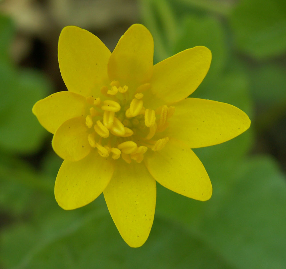 Image of Ficaria verna specimen.