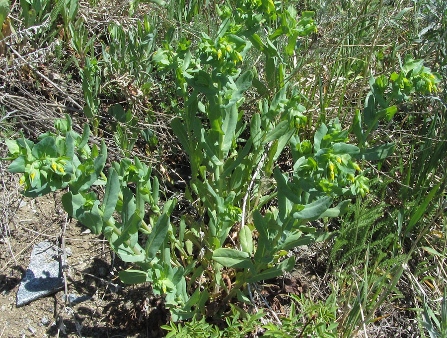 Image of Cerinthe minor specimen.