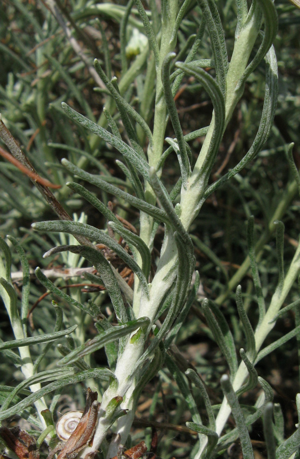 Image of Helichrysum italicum specimen.