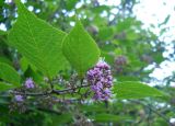 Callicarpa bodinieri