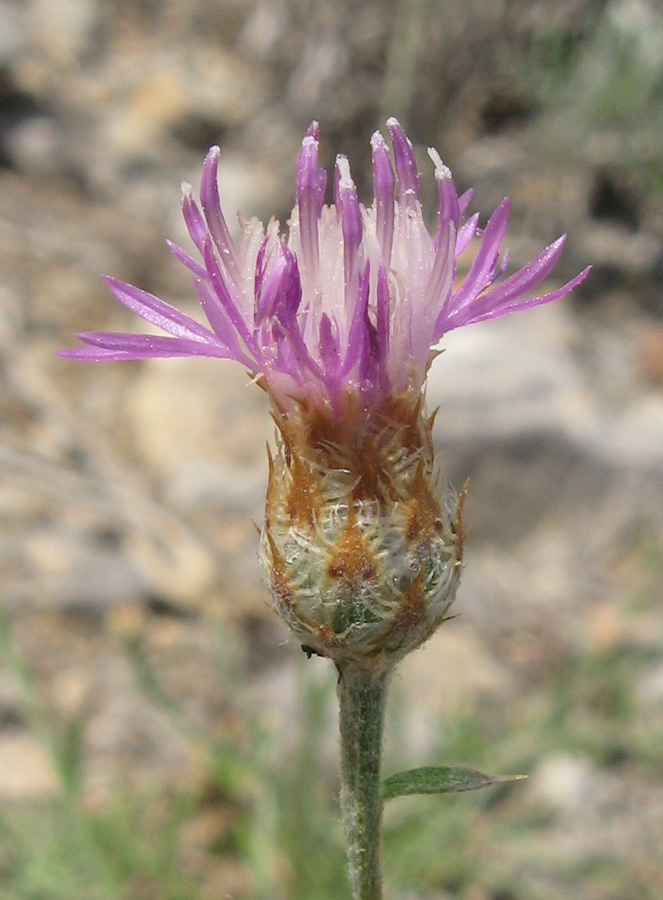 Image of Centaurea caprina specimen.