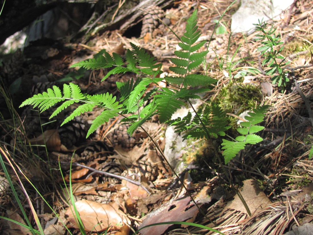 Image of Gymnocarpium robertianum specimen.