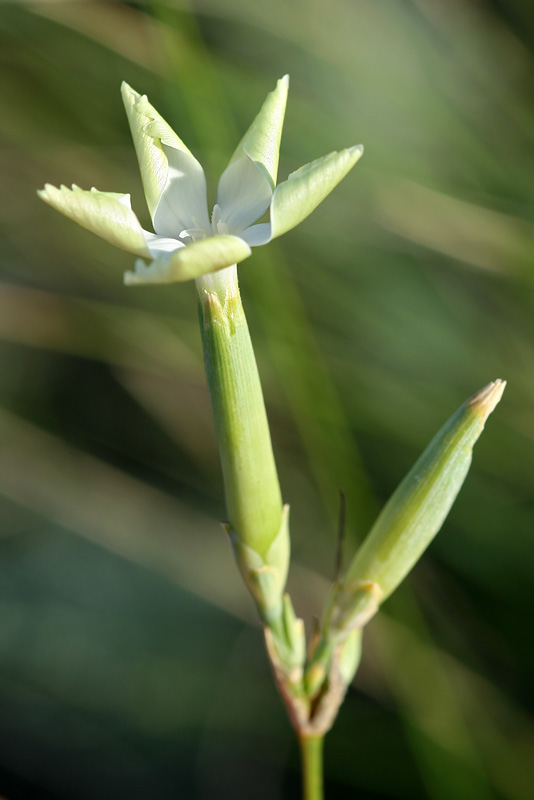 Image of Dianthus leptopetalus specimen.