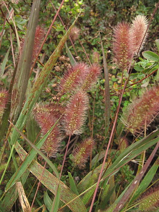 Image of Setaria maximowiczii specimen.