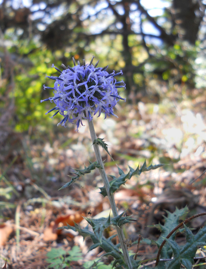 Изображение особи Echinops ritro.