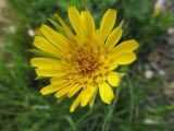 genus Tragopogon. Соцветие. Подмосковье, окр. г. Кубинка, ж/д насыпь. 01.06.2012.