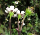 Смотреть изображение Bidens pilosa