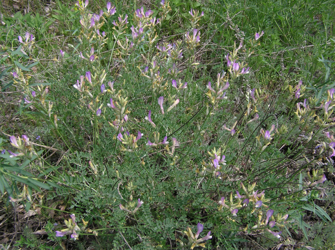 Image of Astragalus pallescens specimen.