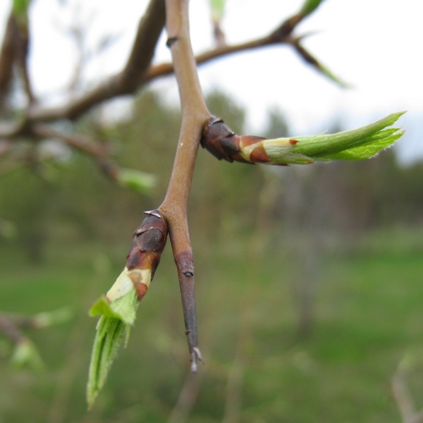 Изображение особи Pyrus ussuriensis.