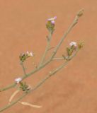 Eremobium aegyptiacum. Верхушка цветущего и плодоносящего растения. Israel, Northern Negev, Holot Mash'abbim. 14.02.2012.