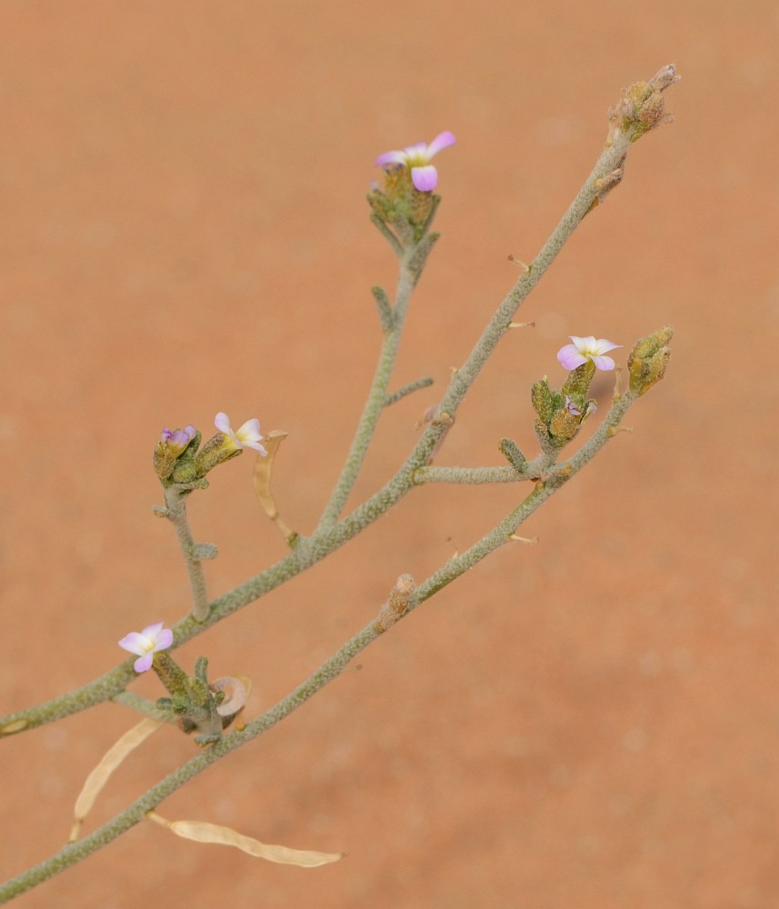 Image of Eremobium aegyptiacum specimen.