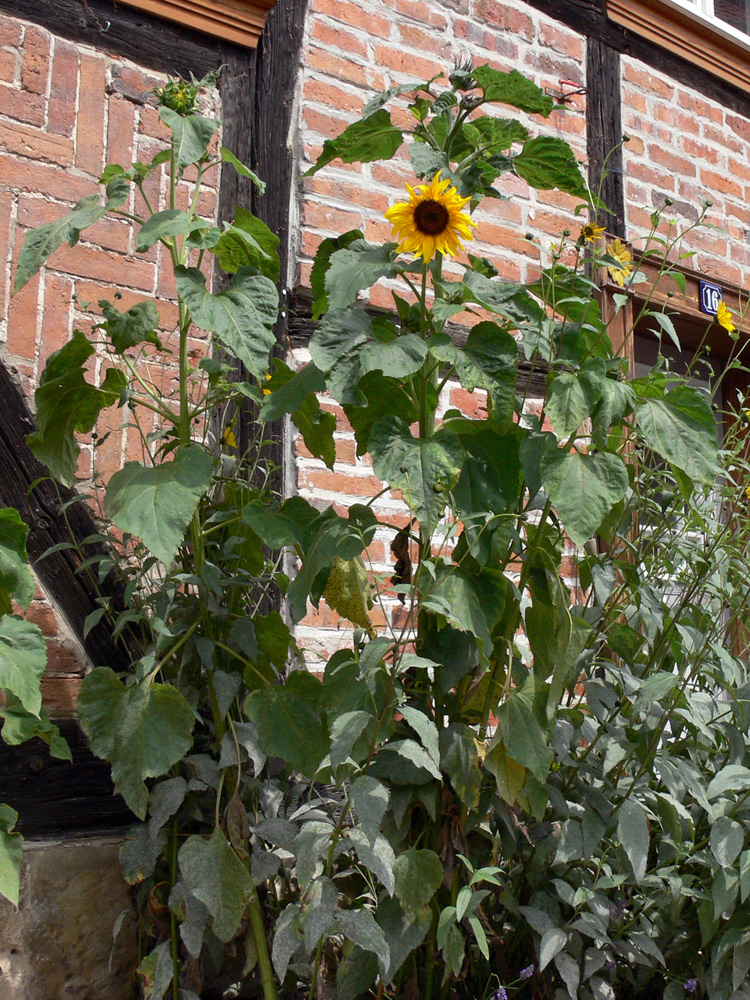 Image of Helianthus annuus specimen.