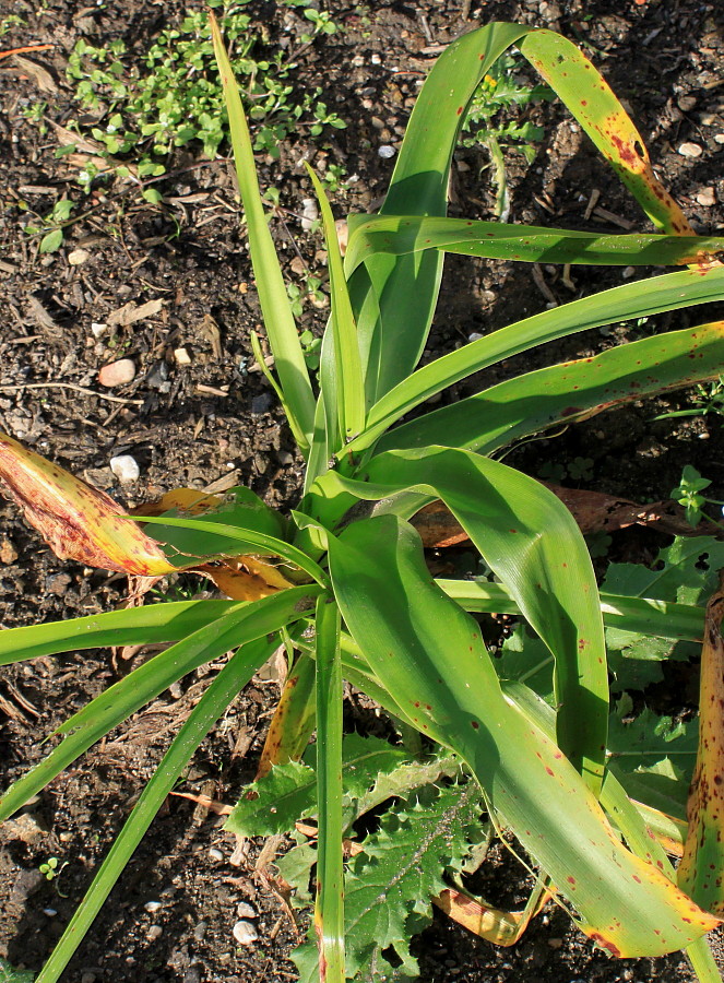 Image of Crinum &times; powellii specimen.