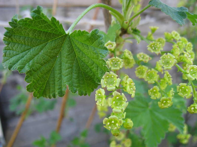 Изображение особи Ribes rubrum.