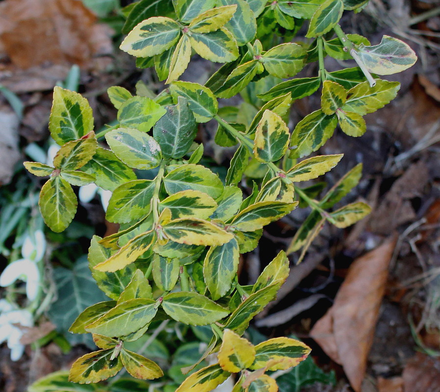 Image of Euonymus fortunei specimen.