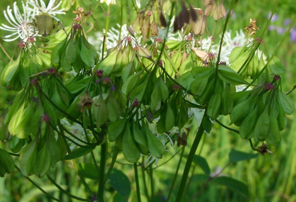 Image of Thalictrum contortum specimen.