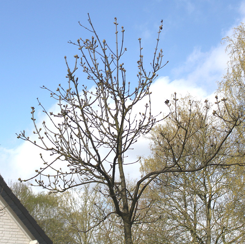 Image of Fraxinus ornus specimen.