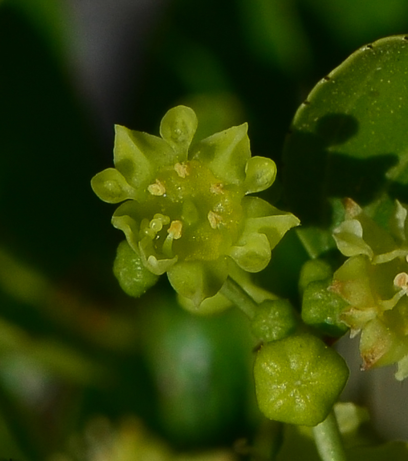 Image of Ziziphus lotus specimen.