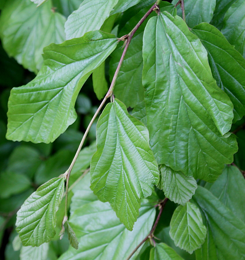 Image of Parrotia persica specimen.