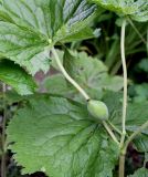 Sinopodophyllum hexandrum. Верхушка побега с плодом. Германия, г. Krefeld, Ботанический сад. 08.06.2013.