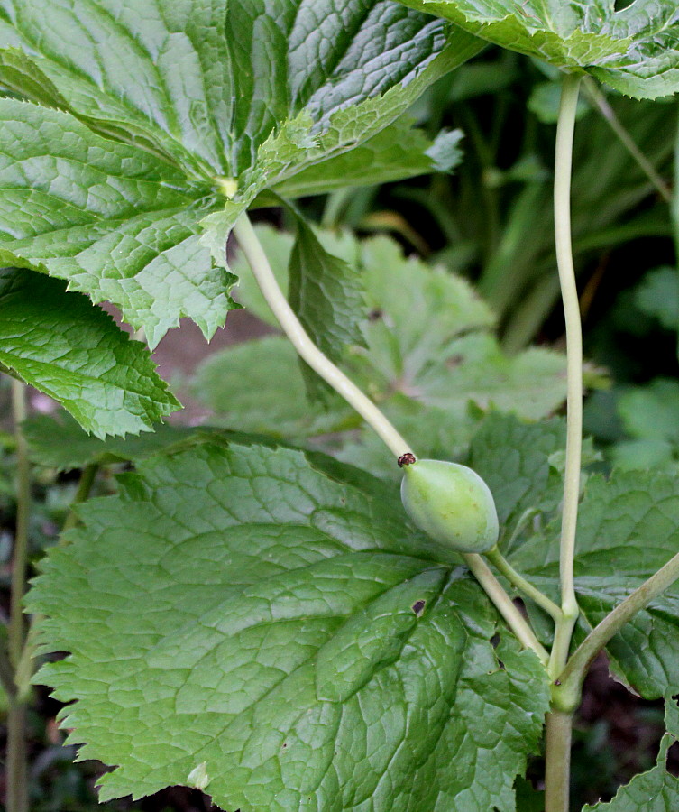 Image of Sinopodophyllum hexandrum specimen.