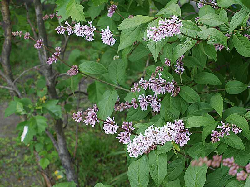 Image of Syringa &times; henryi specimen.