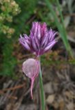 Allium nathaliae