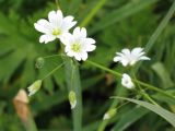Смотреть изображение Cerastium davuricum