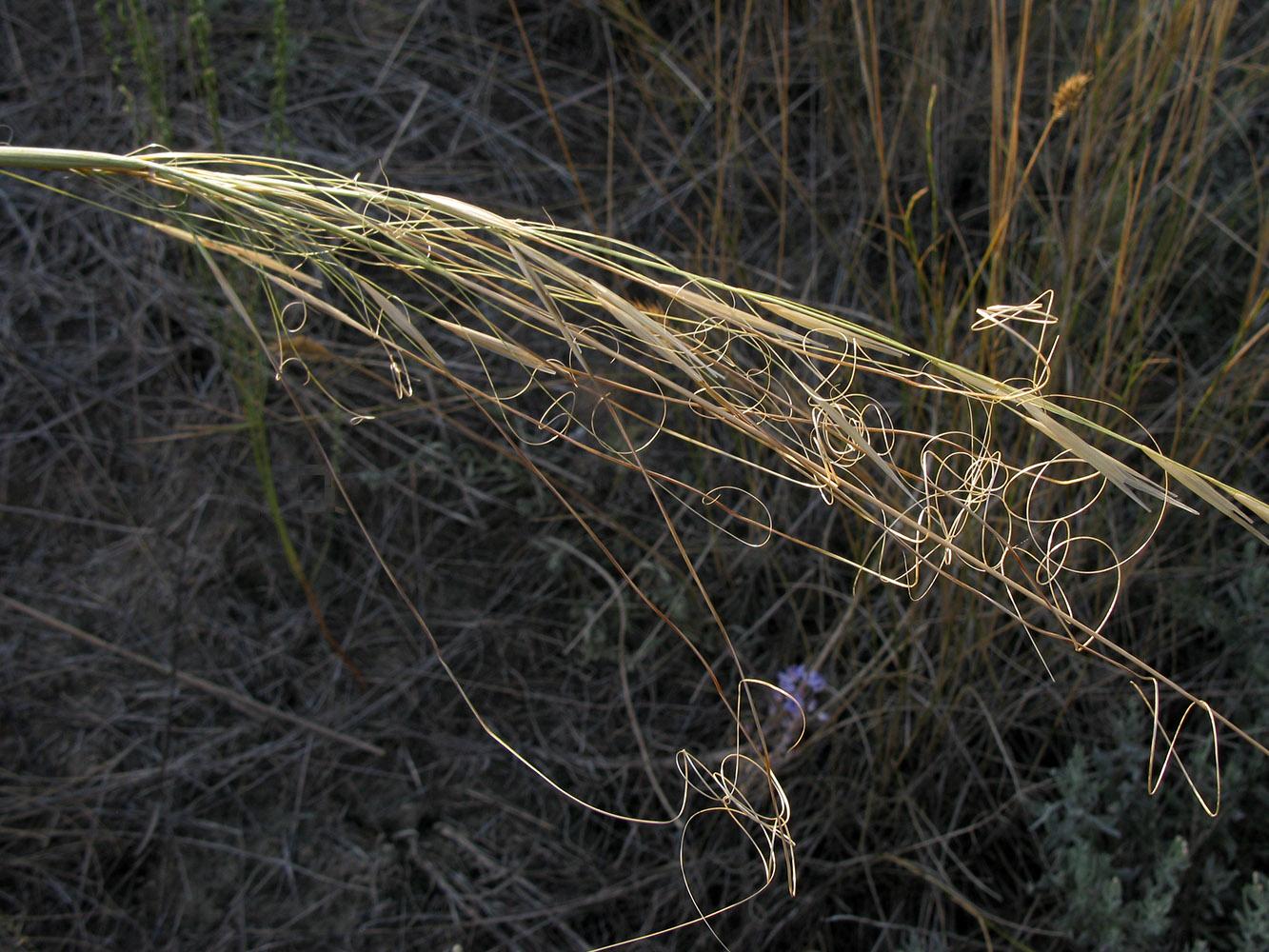 Image of Stipa capillata specimen.