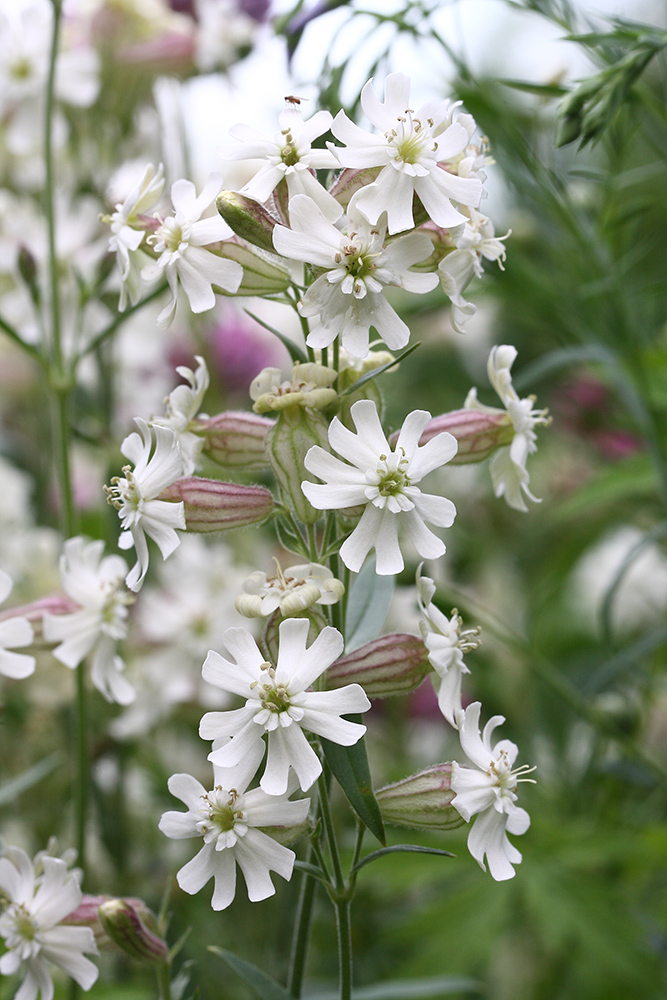 Image of Silene amoena specimen.