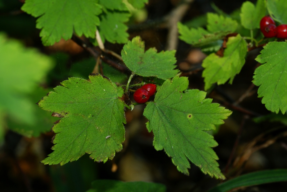 Изображение особи Ribes maximoviczianum.