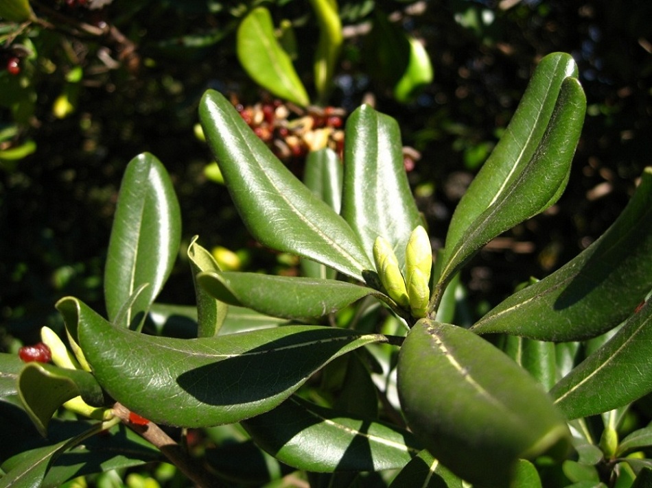 Image of Pittosporum tobira specimen.