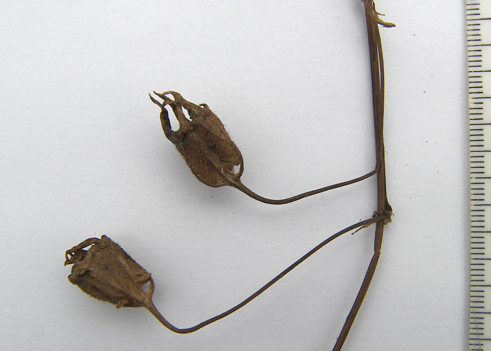 Image of Campanula siegizmundi specimen.