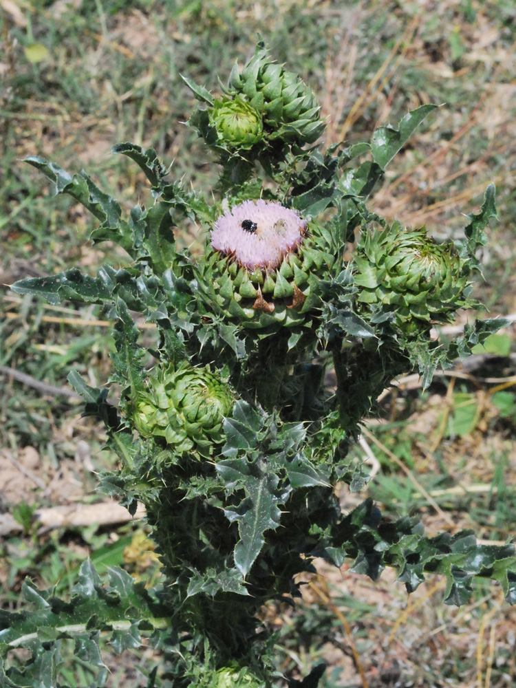 Image of Carduus coloratus specimen.