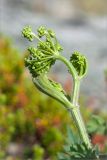 Heracleum sibiricum. Соцветие в бутонах. Карелия, Лоухский р-н, окр. пос. Чкаловский, берег Белого моря. 16.06.2013.