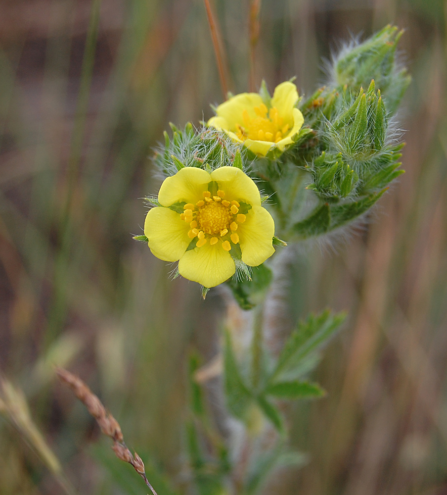 Изображение особи Potentilla recta.