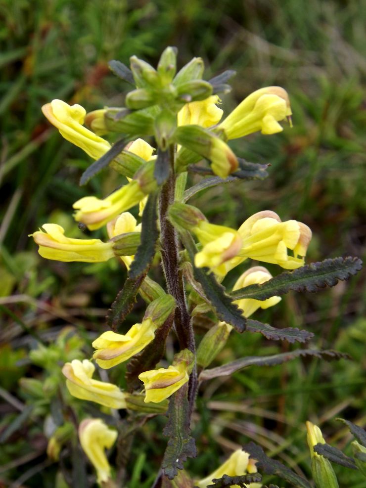 Изображение особи Pedicularis labradorica.