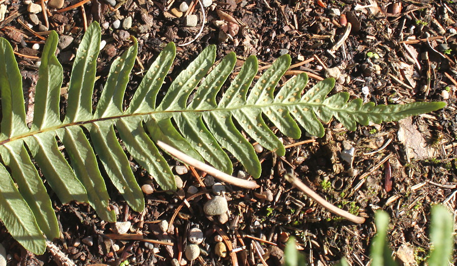 Image of Polypodium interjectum specimen.