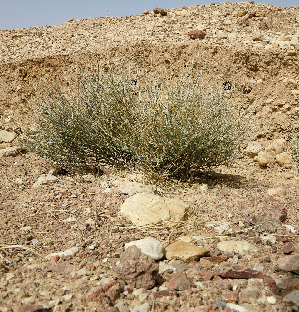 Image of Farsetia aegyptia specimen.