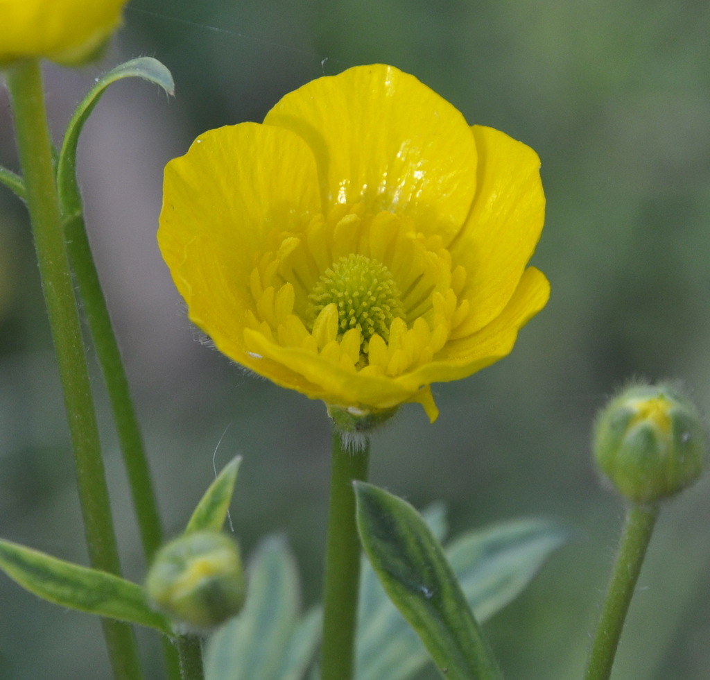 Изображение особи род Ranunculus.