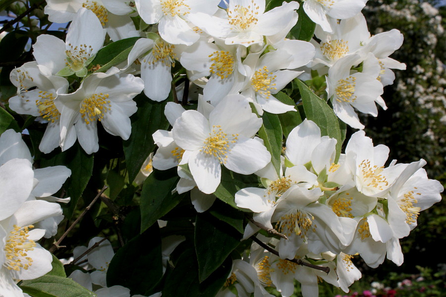 Image of Philadelphus coronarius specimen.