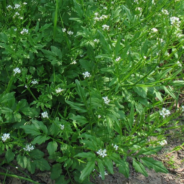 Изображение особи Cardamine flexuosa.